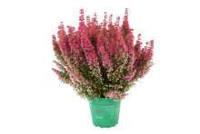 Lyng 'Erica gracilis - Beauty Queen' 11 cm potte